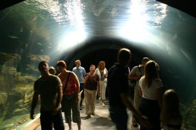 Unterwassertunnel im Ozeaneum