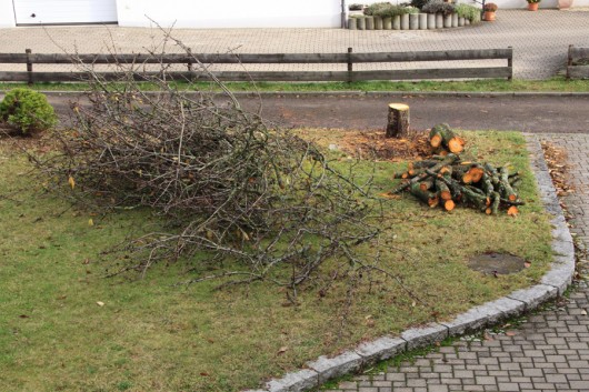 November 2012 - der Kirschbaum ist nicht mehr!