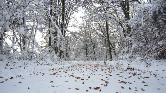 Einer der unzähligen Waldwege durch das Winterwunderland.