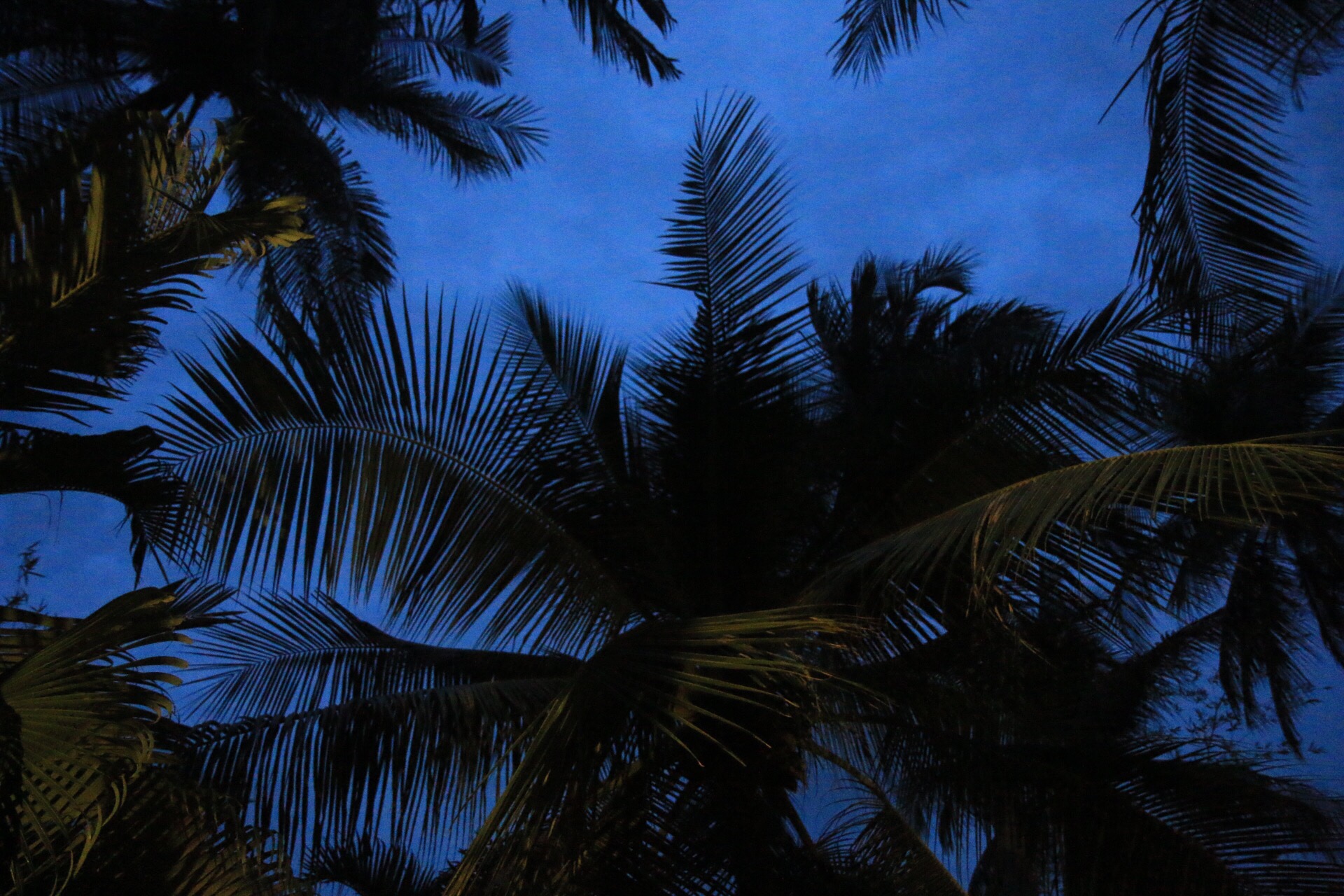 Mein Fensterausblick - der Blick in die Palmenwipel.