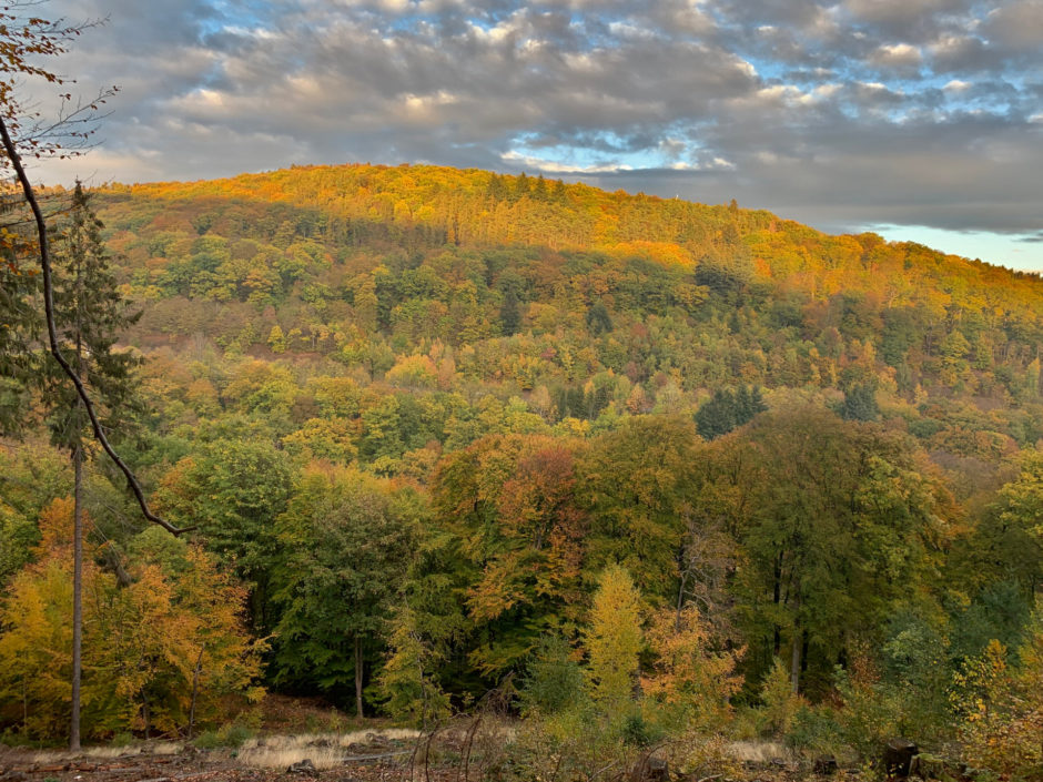 Das Foto zeigt den bunten Taunuswald in der Nähe von Bad Schwalbach am 3. November.