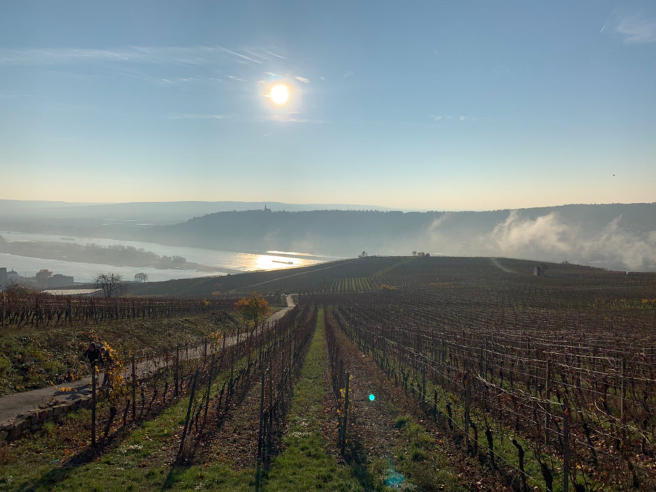 Am 17. November gab der Herbst nochmal alles! Im Hintergrund sieht man die letzten Nebelschwaden über dem Rhein bei Rüdesheim.