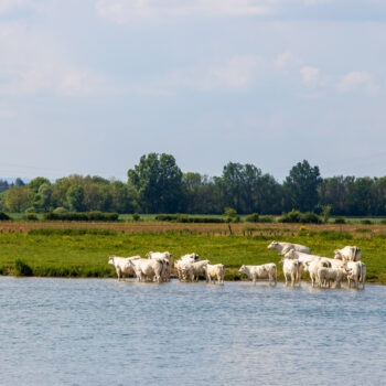 Glückliche Kühe in der Saône.