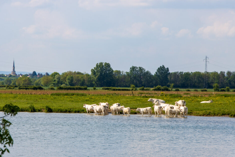Glückliche Kühe in der Saône.
